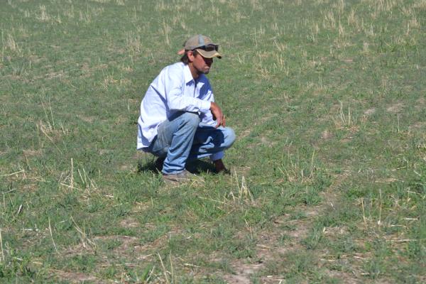 Bernard McRae inspects a mixed Uplands Hispanic cocksfoot pasture